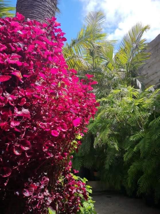 Pitta Vila Baleira (Porto Santo)